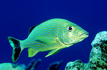 French Grunt, Haemulon flavolineatum, Bonaire, Caribbean Sea