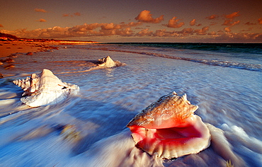 Conch, Bahamas, Caribbean Sea, Cat Island