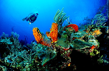 Carribean coral reef and scuba diver, Bahamas, Caribbean Sea, Grand Bahama