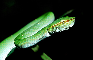 Waglers Temple Viper, Tropidolaemus wagleri, Malaysia, Borneo, Sabah, Sepilok