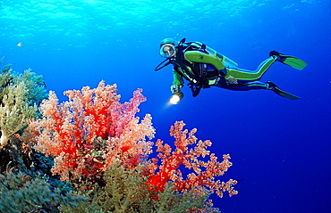 Scuba diver and reef with red soft corals, Egypt, Rocky Island, Red Sea