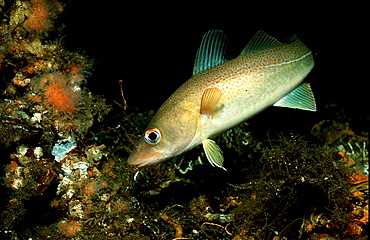 Cod, Gadus morhua, Norway, Atlantic ocean, north atlantic ocean