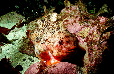 Lumpsucker, Cyclopterus lumpus, Germany, North Sea