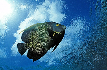 French Angelfish, Pomacanthus paru, British Virgin Islands, BVI, Caribbean Sea, Leeward Islands