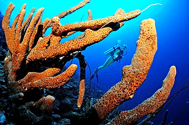 Scuba diver and red sponge, British Virgin Islands, BVI, Caribbean Sea, Leeward Islands