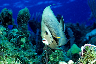 Gray angelfish, Pomacanthus arcuatus, British Virgin Islands, BVI, Caribbean Sea, Leeward Islands