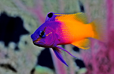 Royal gramma, fairy basslets, Gramma loreto, British Virgin Islands, BVI, Caribbean Sea, Leeward Islands