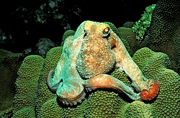 Octopus, Octopus vulgaris, British Virgin Islands, BVI, Caribbean Sea, Leeward Islands