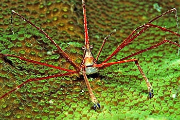 Spider crab, Stenorhynchus seticornus, British Virgin Islands, BVI, Caribbean Sea, Leeward Islands