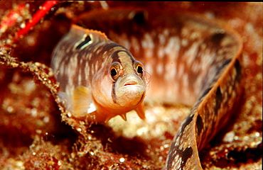 Gunnel, Pholis gunnelleus, Norway, Atlantic ocean, north atlantic ocean