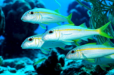 Yellow Goatfish, Mulliodichthys martinicus, British Virgin Islands, BVI, Caribbean Sea, Leeward Islands