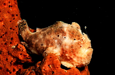 Longlure Frogfish, Antennarius multiocellatus, British Virgin Islands, BVI, Caribbean Sea, Leeward Islands