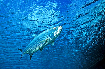 Tarpon, Tarpons, Megalops atlanticus, British Virgin Islands, BVI, Caribbean Sea, Leeward Islands