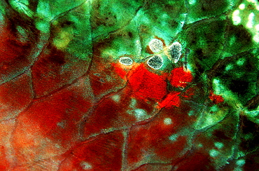 Colorful fish scale of a parrotfish, British Virgin Islands, BVI, Caribbean Sea, Leeward Islands