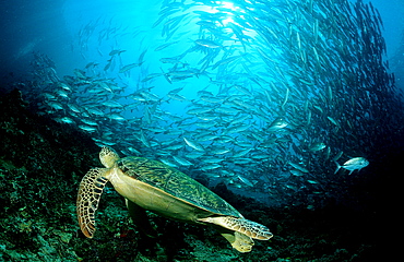 Green sea turtle, green turtle, Chelonia mydas, Malaysia, Pazifik, Pacific ocean, Borneo, Sipadan