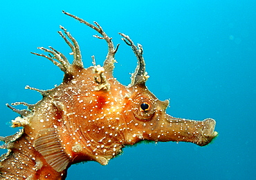 Speckled Seahorse, Long-snouted seahorse, Hairy Seahorse, Hippocampus guttulatus, Italy, Medterranean Sea, Sardinia