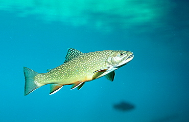 brook trout, Salvelinus fontinalis, Germany, Bavaria