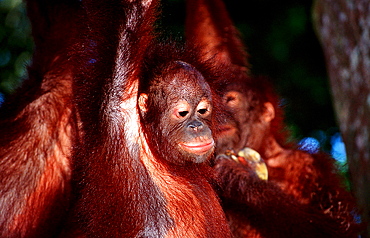 Orang-Utan, Pongo pygmaeus, Malaysia, Borneo, Sabah, Sepilok