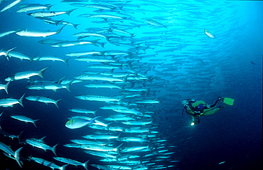 Blackfin barracuda and scuba diver, Sphyraena qenie, Malaysia, Pazifik, Pacific ocean, Borneo, Sipadan