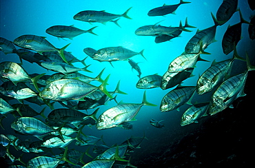 Golden trevally, Gnathanodon speciosus, USA, Hawaii