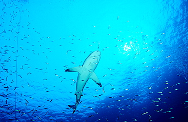 Silvertip shark, Carcharhinus albimarginatus, Australia, Pacific Ocean, Great Barrier Reef