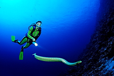 Olive sea snake and Scuba diver, Hydrophiidae, Papua New Guinea, Pacific Ocean, Coral Sea