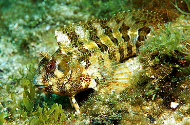 Tompot blenny, Parablennius gattorugine, Croatia, Mediterranean Sea