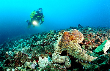 Octopus and scuba diver, Octopus vulgaris, Croatia, Istria, Mediterranean Sea