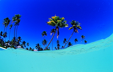 Coconut palms on the sandy beach, Indonesia, Wakatobi Dive Resort, Sulawesi, Indian Ocean, Bandasea