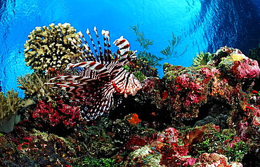 lionfish, turkeyfish and coral reef, Pterois volitans, Indonesia, Raja Ampat, Irian Jaya, West Papua, Indian Ocean