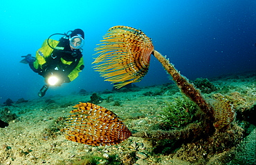 Scuba diving in the mediterranean sea, Spirographis spallanzani, Croatia, Istria, Mediterranean Sea