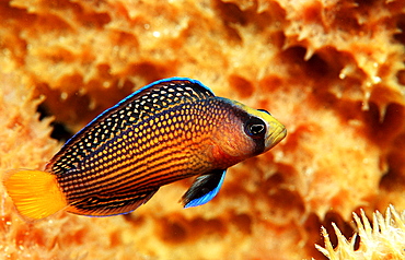 Splendid Dottyback, Pseudochromis splendens, Indonesia, Wakatobi Dive Resort, Sulawesi, Indian Ocean, Bandasea