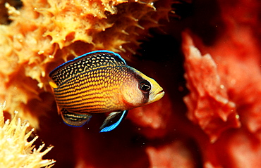 Splendid Dottyback, Pseudochromis splendens, Indonesia, Raja Ampat, Irian Jaya, West Papua, Indian Ocean