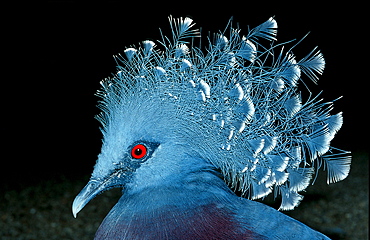 Common crowned pigeon, Goura cristata, Papua New Guinea, Tari, Huli, Highlands