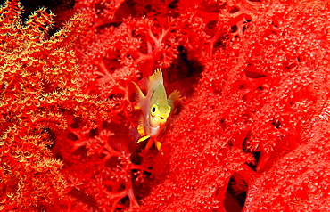 Yellowfin damsel, Neoglyphidodon nigroris, Indonesia, Wakatobi Dive Resort, Sulawesi, Indian Ocean, Bandasea