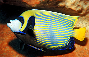 Emperor angelfish, Pomacanthus imperator, Indonesia, Raja Ampat, Irian Jaya, West Papua, Indian Ocean