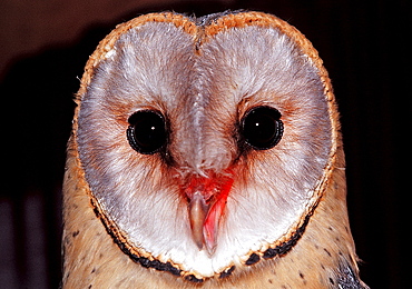 Barn owl, Tyto alba, Germany, Bavaria