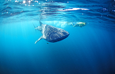 Female snorkeler swims with Whale shark, Rhincodon thypus, Australia, Western Australia, Ningaloo Reef, Indian Ocean