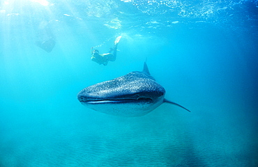 Female snorkeler swims with Whale shark, Rhincodon thypus, Seychelles, Africa, Indian Ocean