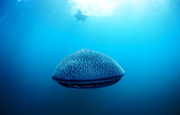 Female snorkeler swims with Whale shark, Rhincodon thypus, Seychelles, Africa, Indian Ocean