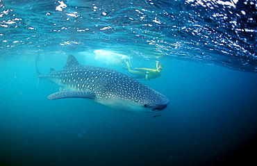 Female snorkeler swims with Whale shark, Rhincodon thypus, Thailand, Asia, Indian Ocean