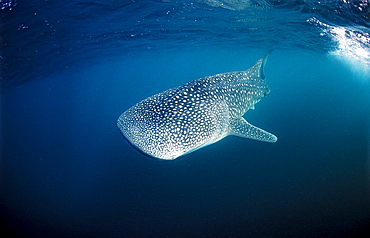 Whale shark, Rhincodon thypus, Mauritius, Africa, Indian Ocean