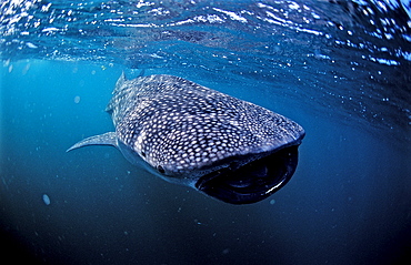 Eating Whale shark, Rhincodon thypus, Australia, Western Australia, Ningaloo Reef, Indian Ocean