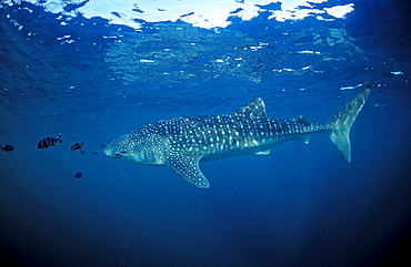 Whale shark, Rhincodon thypus, Palau, Micronesia, Indian Ocean