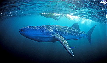 Female snorkeler swims with Whale shark, Rhincodon thypus, Madagascar, Africa, Indian Ocean