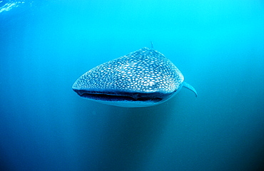 Whale shark, Rhincodon thypus, Reunion, La R?union, France, Indian Ocean