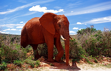 African Elephant, Loxodonta africana, South Africa, Addo Elephant National Park