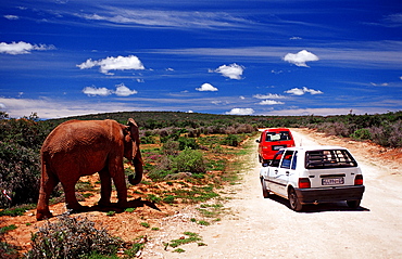 African Elephant and tourist cars, Loxodonta africana, South Africa, Addo Elephant National Park