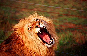 snarling lion, Panthera leo, South Africa, Schotia Game Park