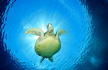 Green sea turtle, green turtle, Chelonia mydas, Malaysia, Pazifik, Pacific ocean, Borneo, Sipadan